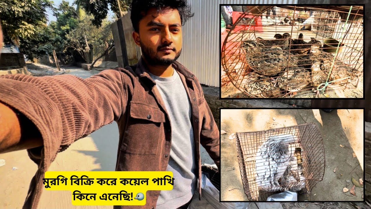 মুরগি বিক্রি করে কয়েল,,পাখি কিনে এনেছি!🐦