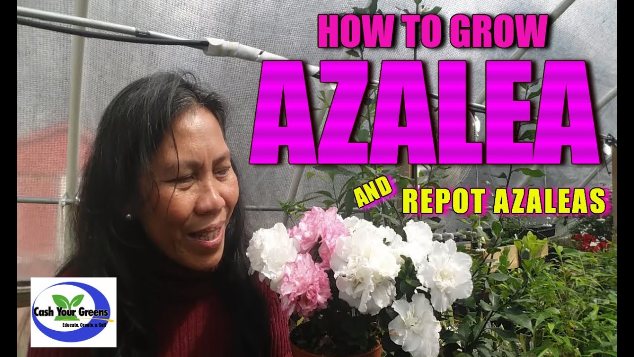 HOW TO GROW AZALEA and REPOT YOUNG AZALEAS