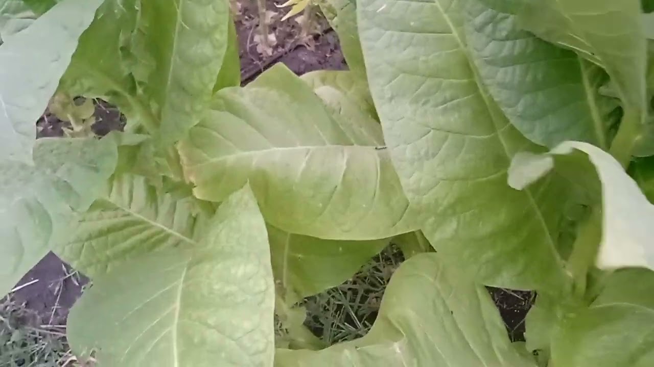 Берли 21 и мнение о других Берлеях