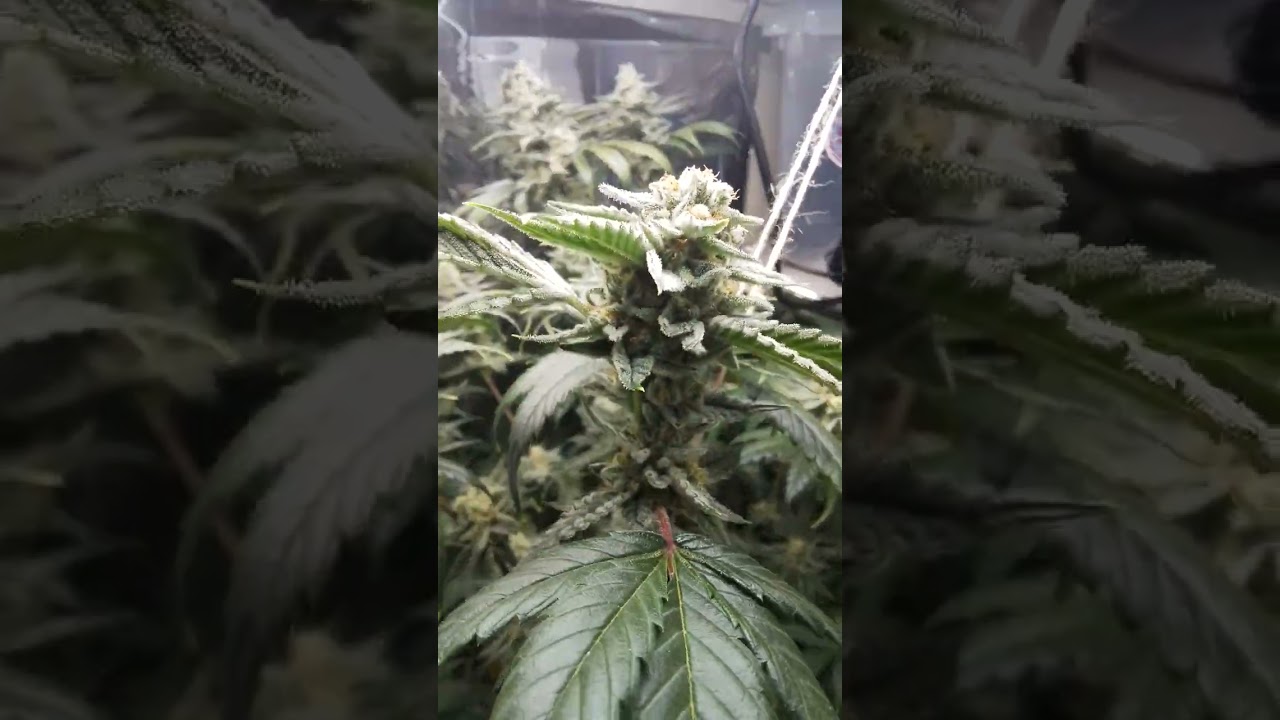 Special Kush #1 From Royal Queen Seeds Day 46 Of Flower