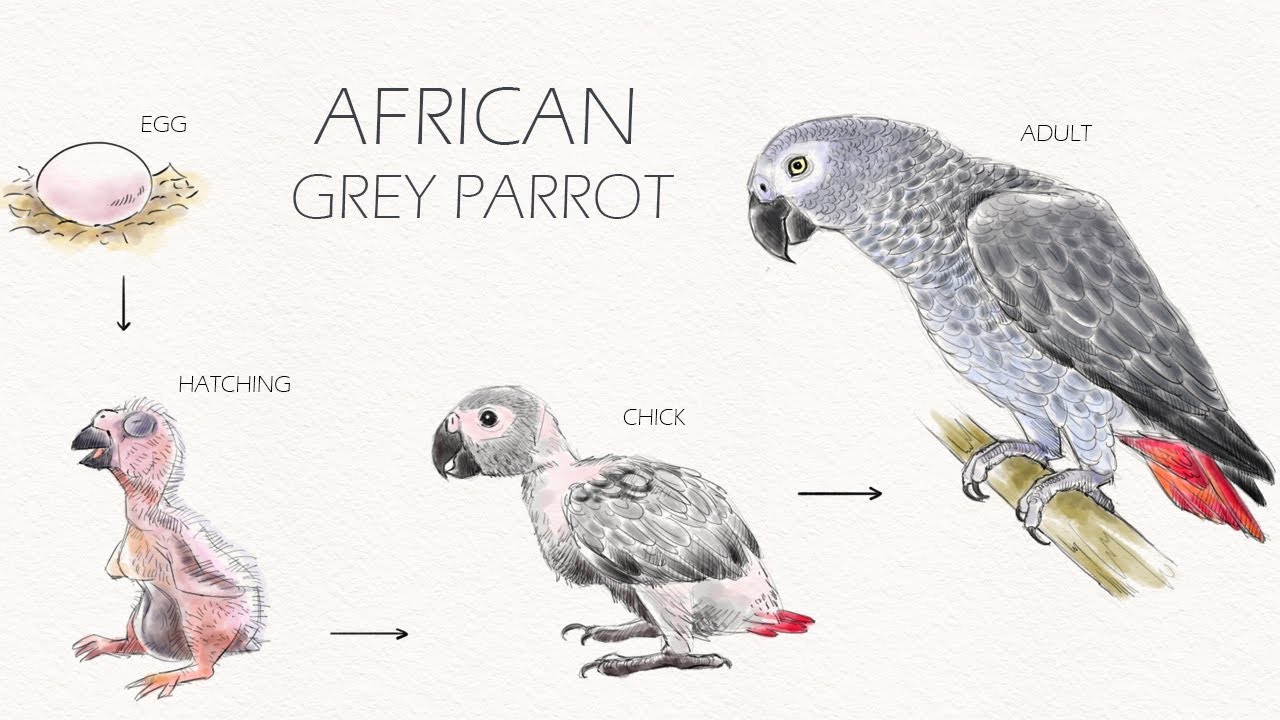 AFRICAN GREY PARROT || How to draw African grey parrot step by step || Grey  parrot || BIRD ||PARROT