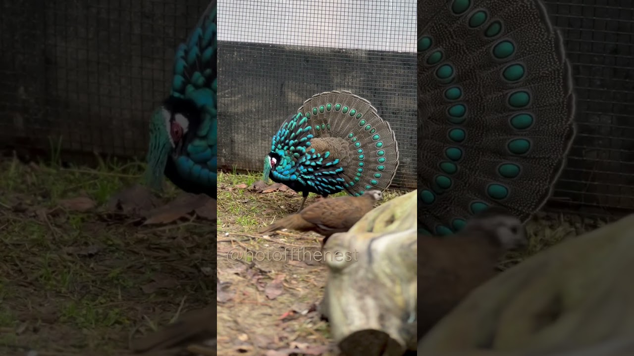 Palawan Peacock-Pheasant Display Polyplectron Napoleonis