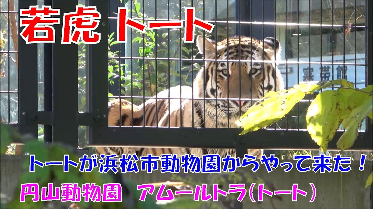 トートが浜松市動物園からやって来た！（円山動物園　アムールトラのトート）