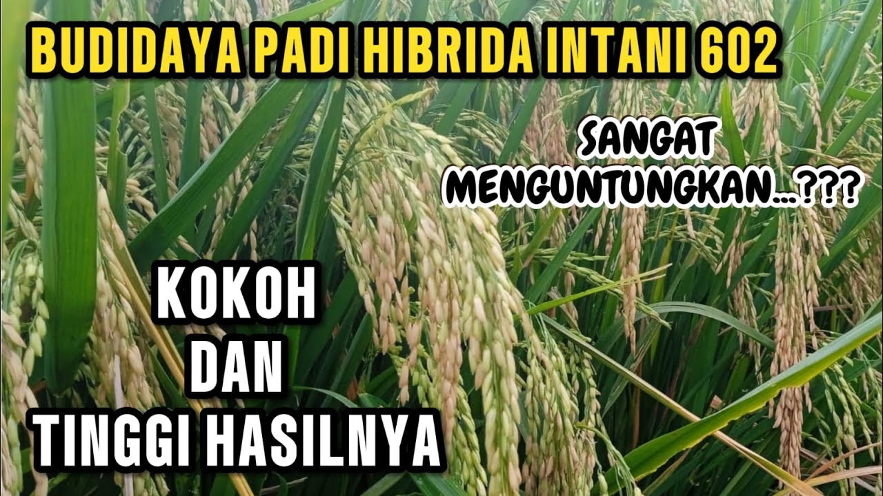 BUDIDAYA PADI HIBRIDA INTANI 602 SANGAT MENGUNTUNGKAN KOKOH DAN TINGGI HASILNYA