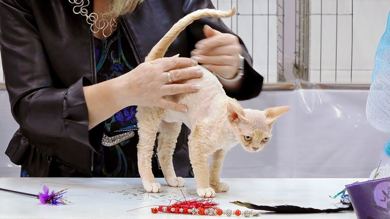 CFA International Show 2018 - Devon Rex kitten class judging