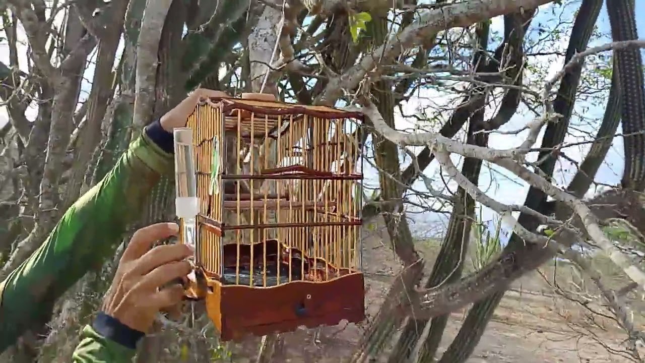Tico Tico 38 na pegada