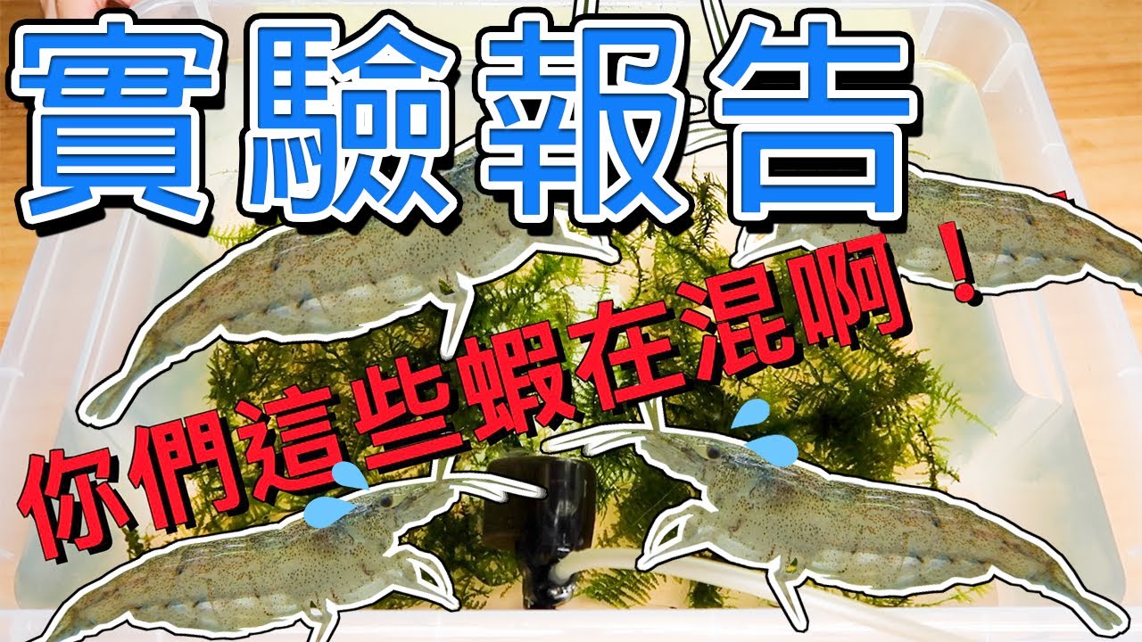 【治療】一舉消滅整缸藻類的兩拳重擊│藻類剋星│生物&化學│戊二醛&雙氧水│algae│C5H8O2 & H2O2