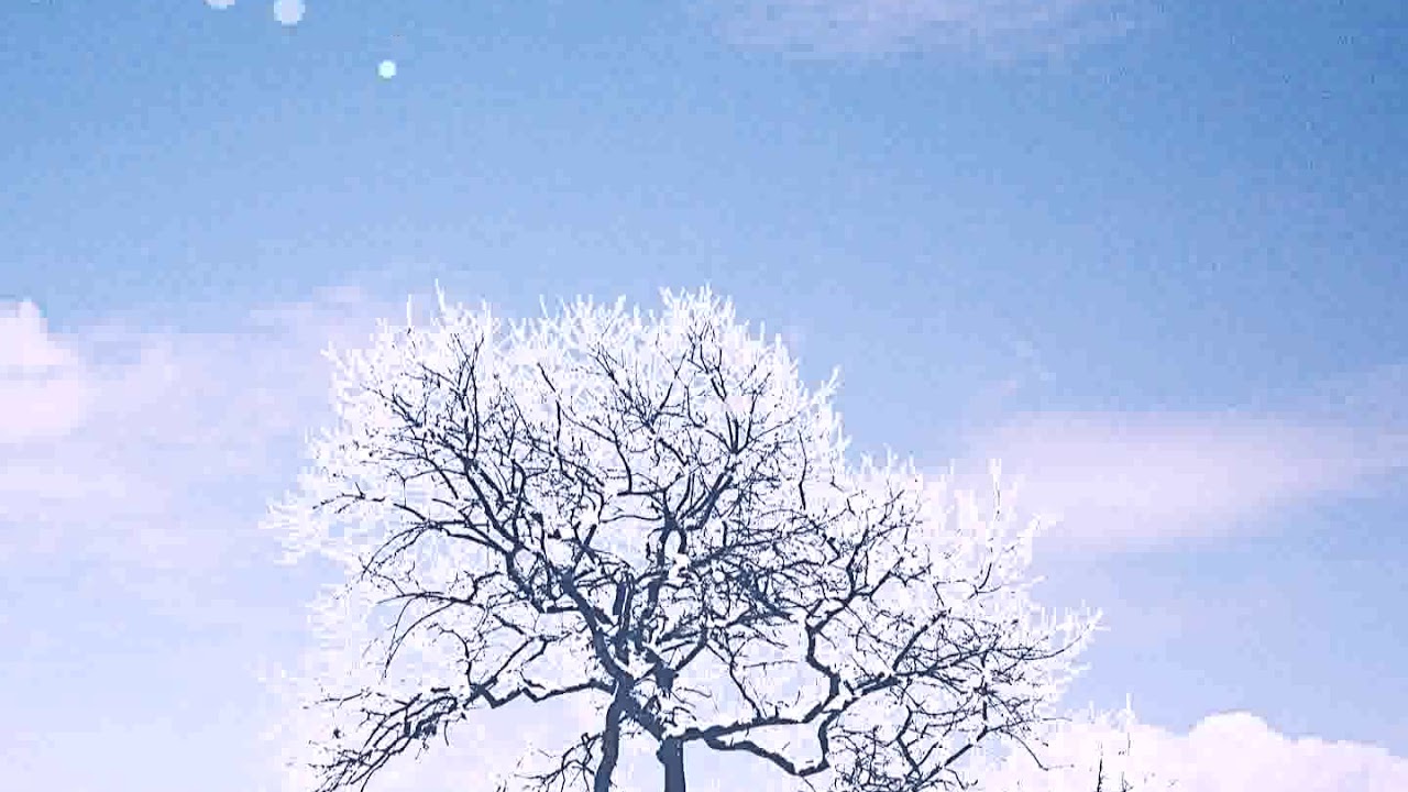 Winter tree