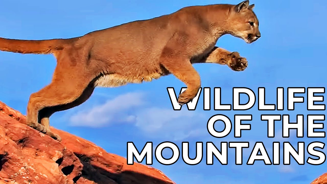 World of the Wild | Episode 12: The American Mountains | Free Documentary Nature