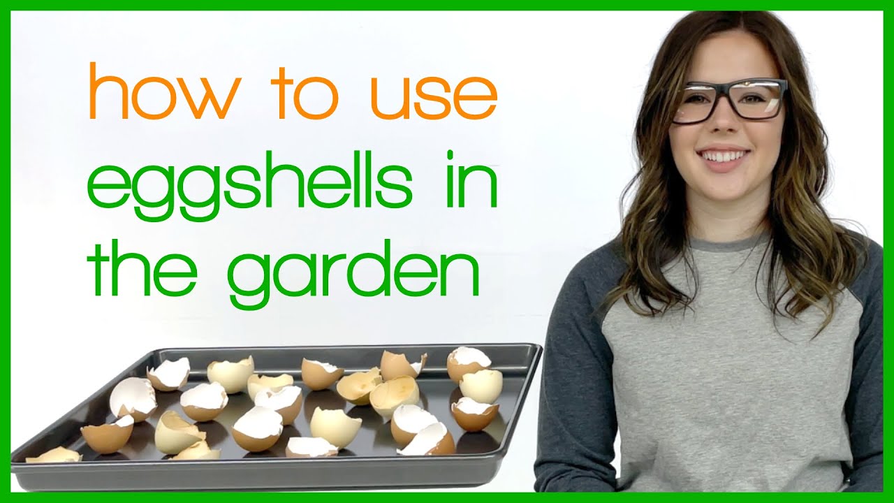 How to Use Eggshells in the Garden