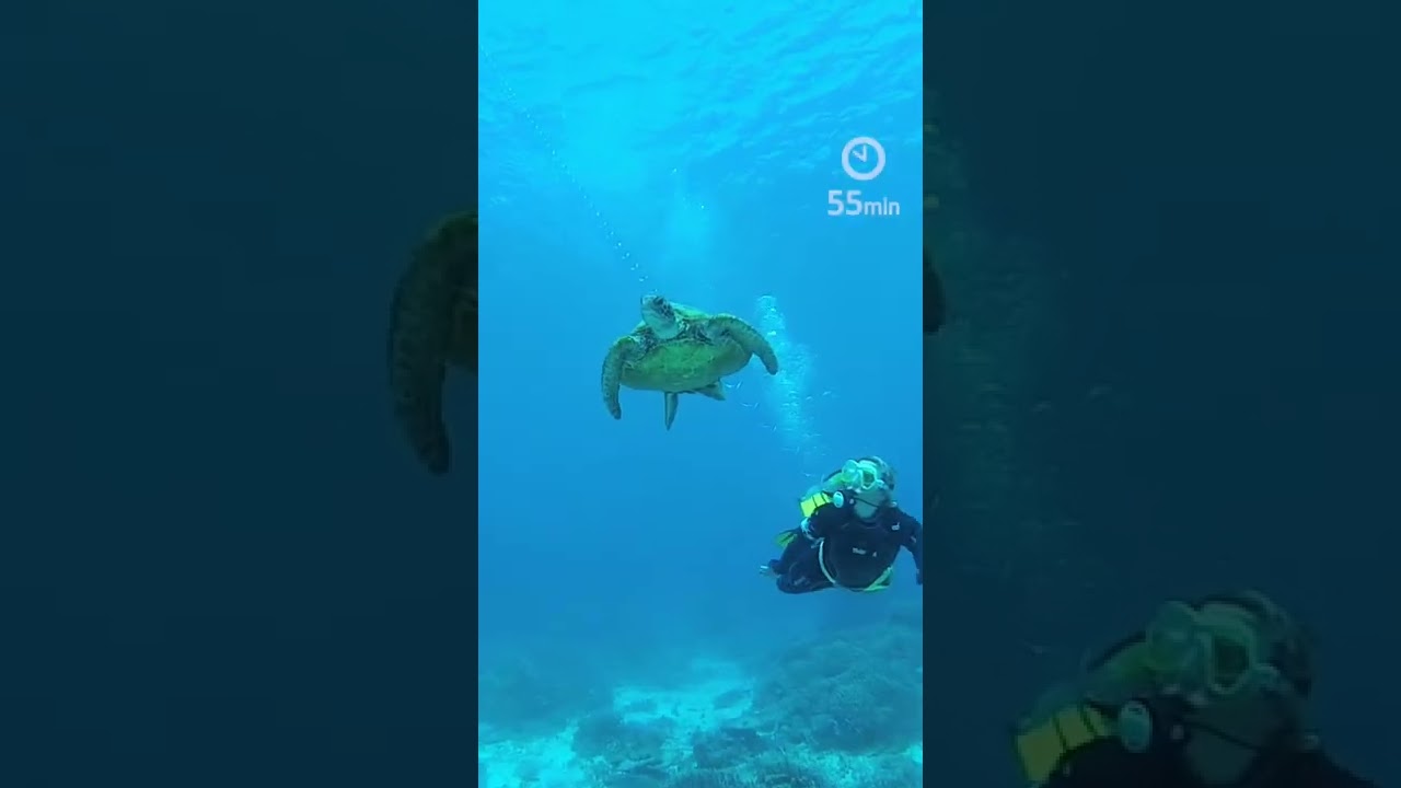 Dive independent of air refills, complicated logistics, or bulky gear.