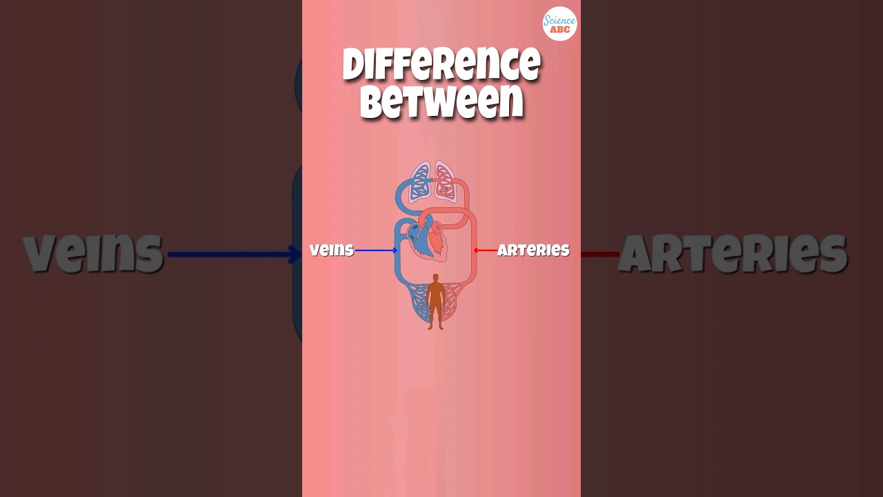 Arterie vs żyły: Jaka jest r&oacute;żnica?