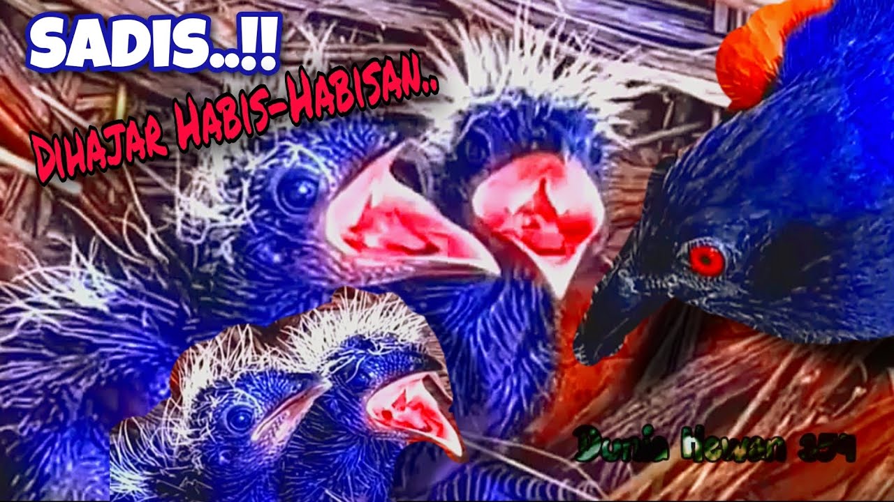 Induk Burung Bubut Ngamuk Anaknya Dihajar Habis-Habisan Karna Selalu Merengek Kelaparan - Bubut Bird
