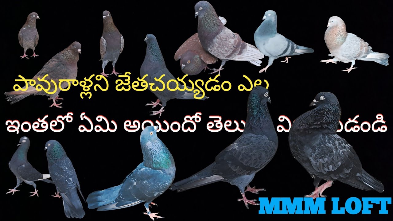 MMM LOFT FULL UPDATE #bird #kabutar #love #telugu #village #tamil #new