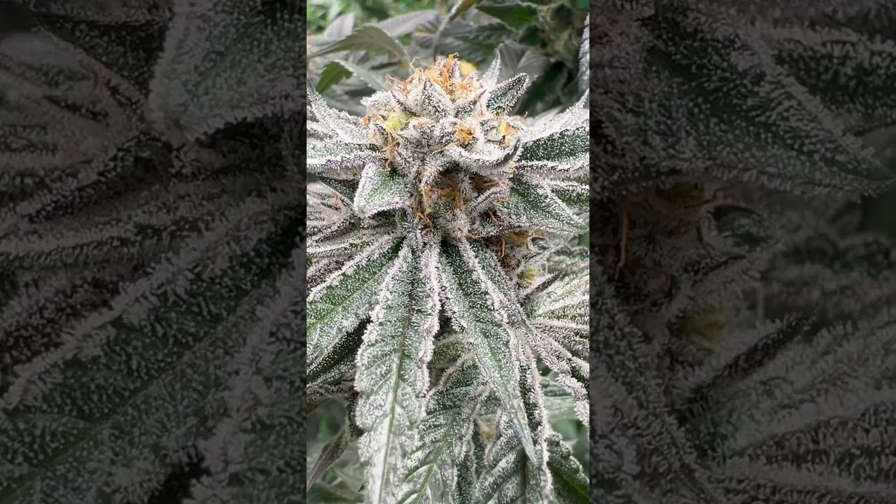Future1 strain