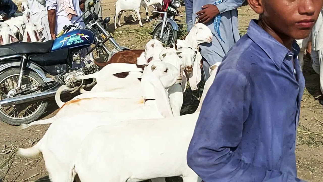 Date (7)9 2019 Dg Khan mandi 03314739700