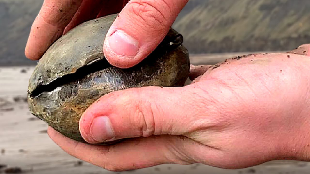 В поисках идеального аммонита — Fossil Hunting