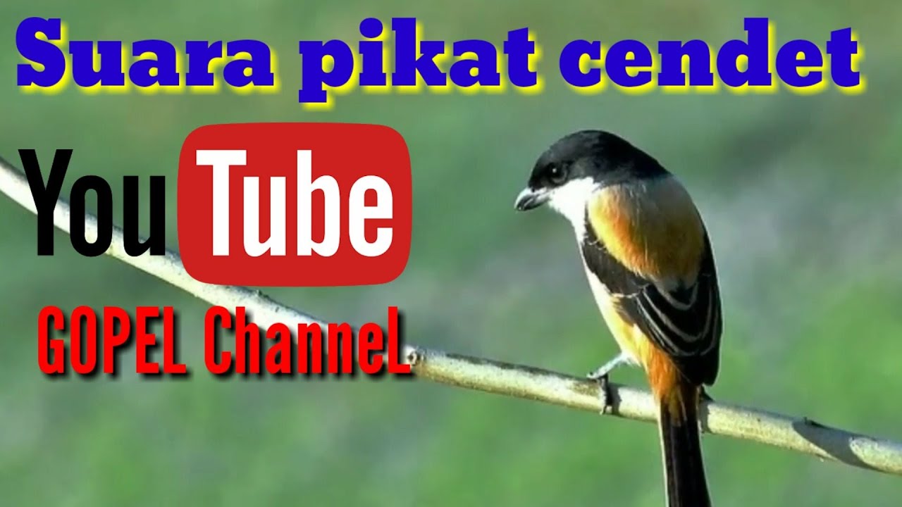 Suara pancingan pikat cendet / pentet sangat ampuh.