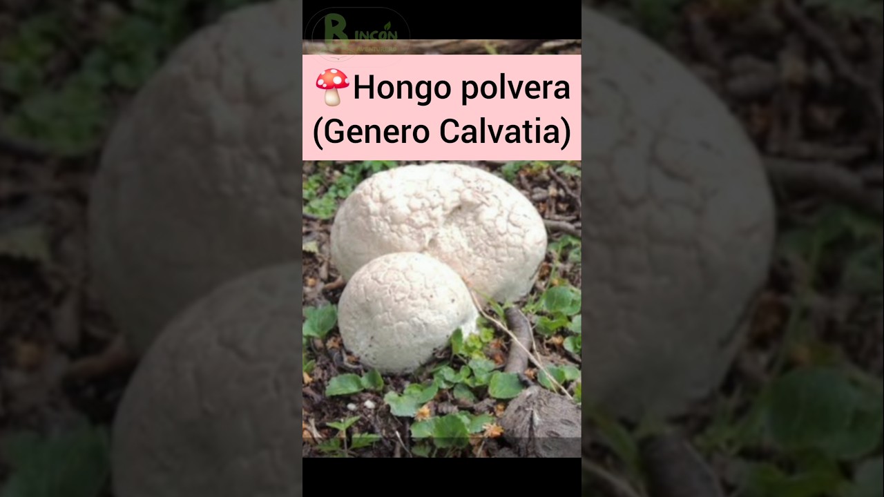 🍄Hongo polvera #rinconaventurero #biologia #ecologia #hongos #fungi