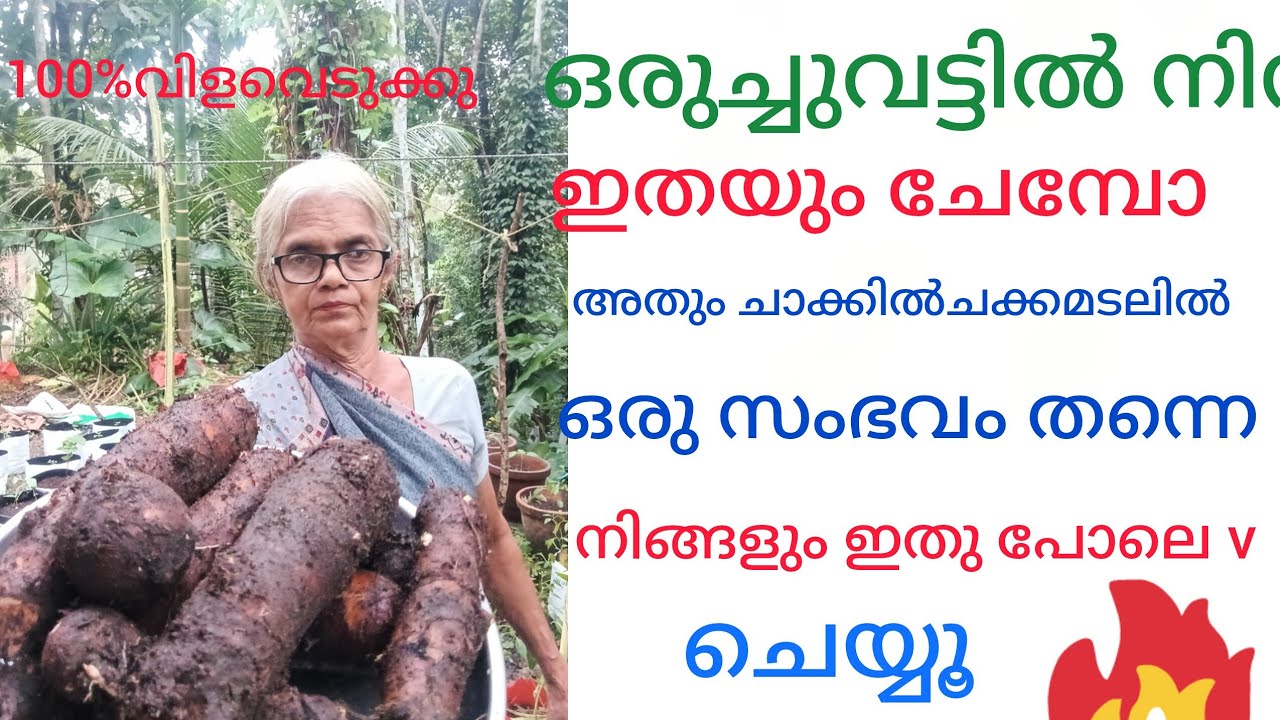 ചാക്കിൽ ചക്കമടലിൽ നട്ടാൽ ഇത്രയും വിളവോ ഇനി മുതൽ ചെമ്പു ചാക്കിൽ മാത്രംവിളവെടുപ്പ് കണ്ടു നോക്കു 