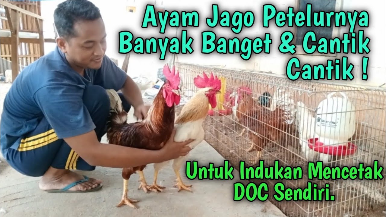 Ayam Jago Petelurnya Banyak Banget ! Mencetak Indukan Sendiri