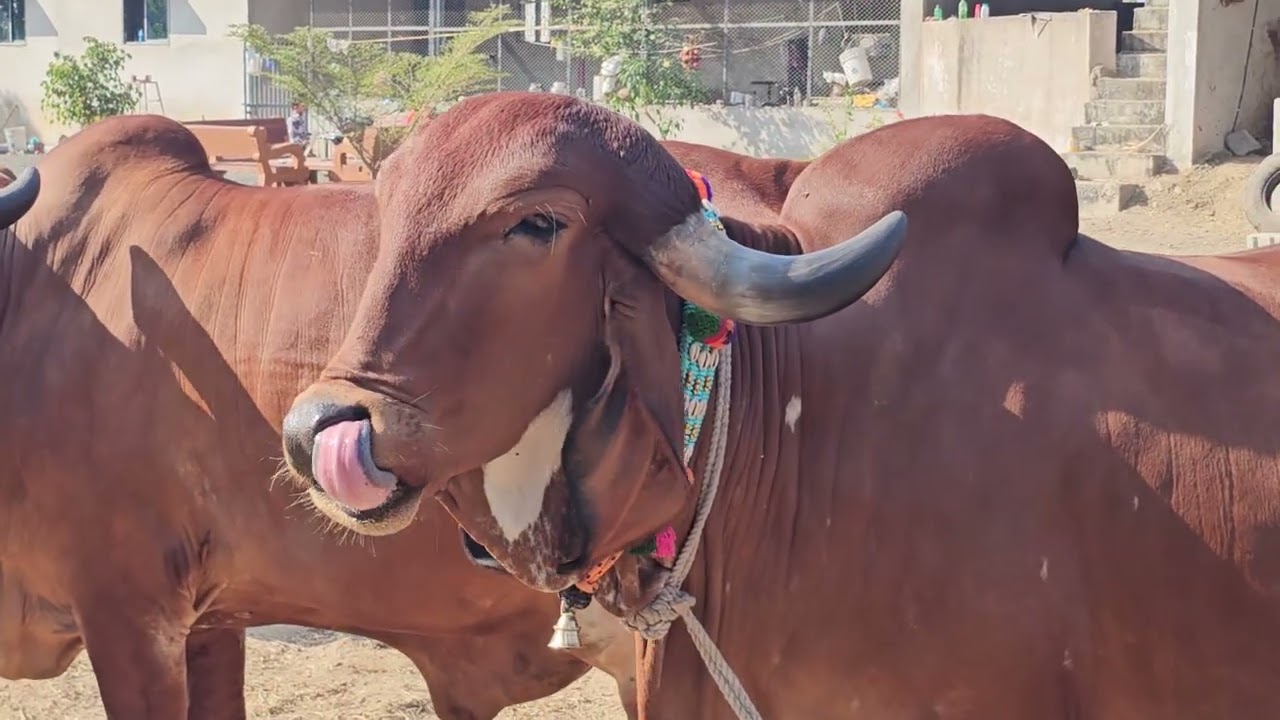 6 गिर गाय सेल के लिए 7359230942 #PRADIPGIRGAUSHALA #cow #animals #trending #bull #gircow #farming 