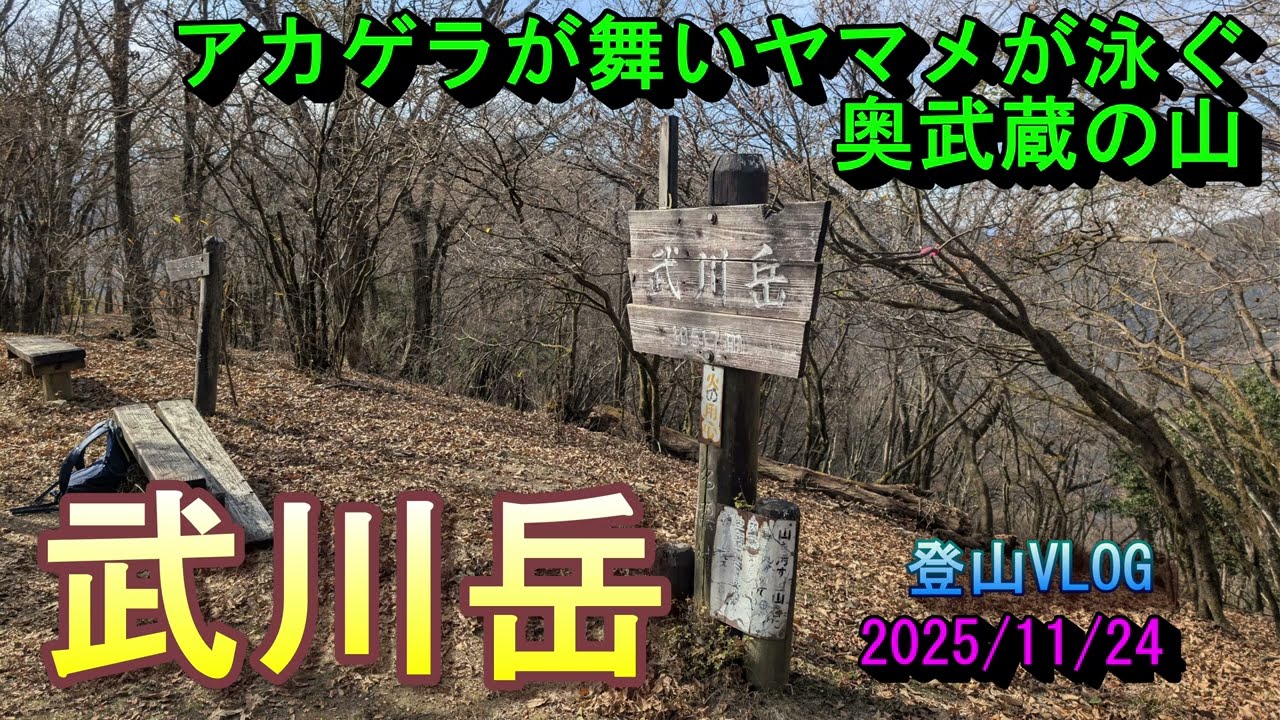 【登山】アカゲラが舞いヤマメが泳ぐ奥武蔵の山　武川岳