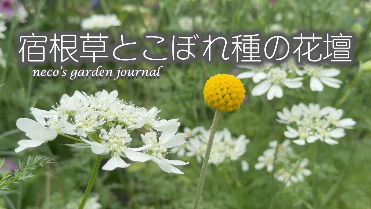 [5月ガーデニング]宿根草とこぼれ種/お金かからず、手間のかからない庭へ リメイク中