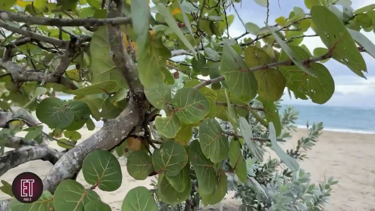 La uva de playa #republicadominicana 