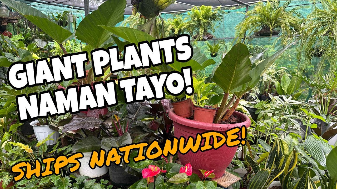 SALE GIANT PLANTS! SHIPS NATIONWIDE MAGUGULAT KAYO! 