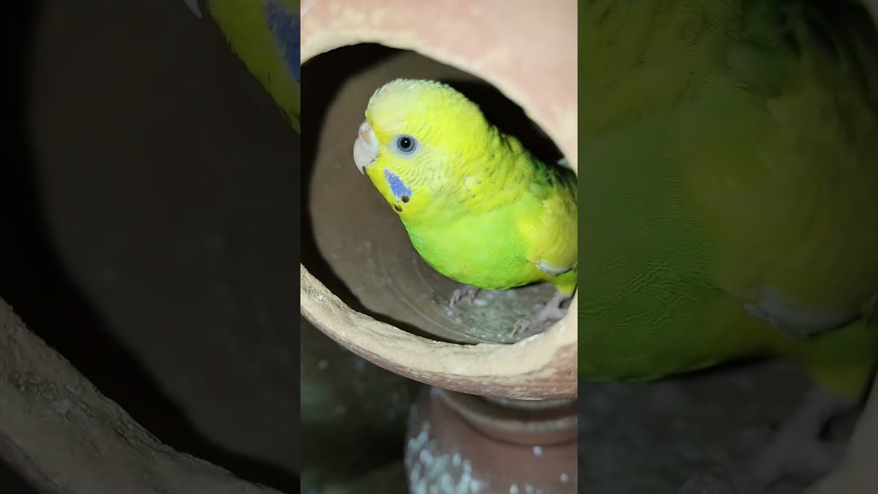budgies progress🎉🎉🎉