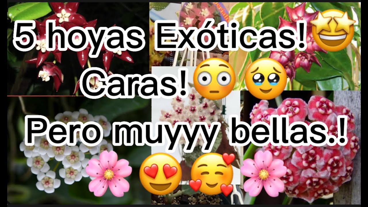 Mis hoyas más..... $$$ Exóticas!😅🤭