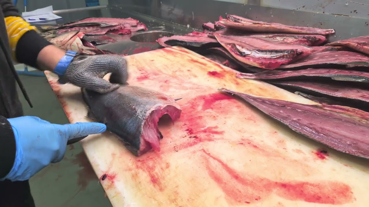 How to fillet hiramasa (the easiest way)