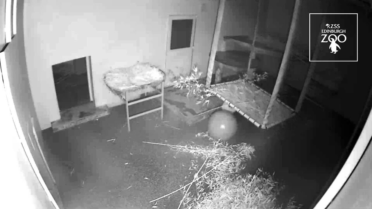 Giant panda Yang Guang has a ball of a time