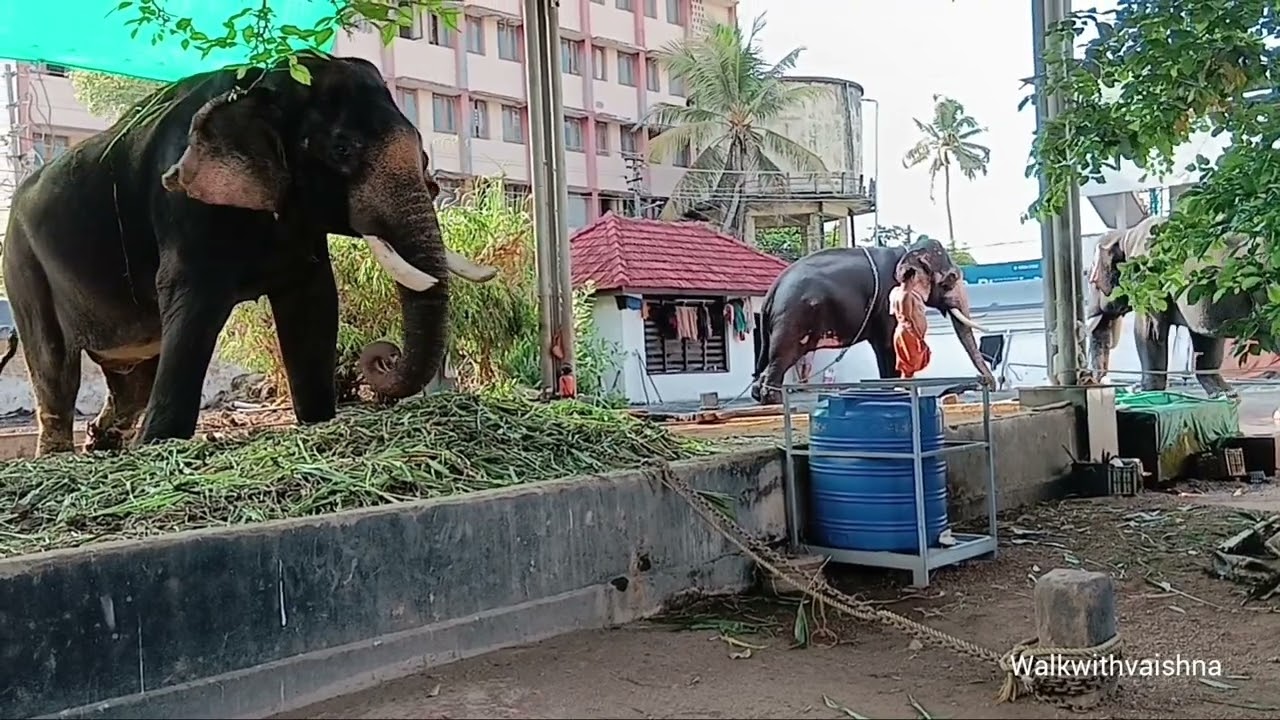 aana#walkwithvaishna #elephant #anapremi #anapremikal #thrissur #pooram #hathi #hathiraja #aanai