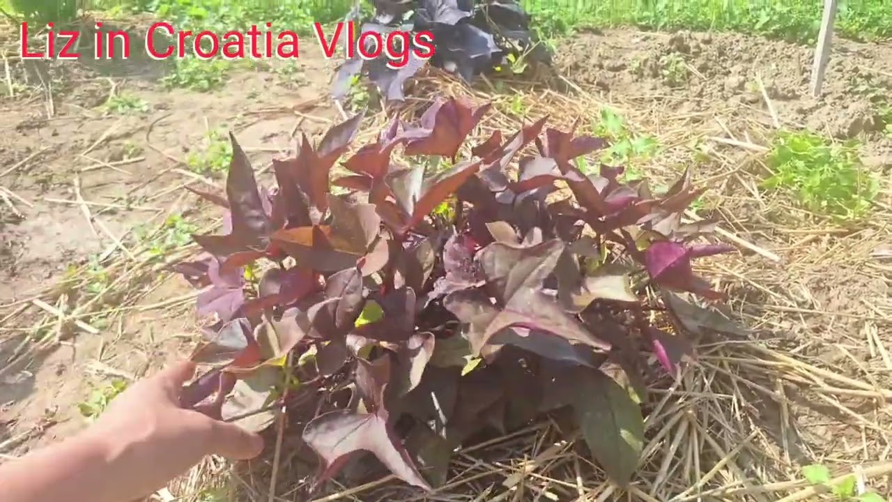 HARVESTING  YOUNG POTATOES AND DIFFERENT KIND  OF VEGETABLES AND RASPBERRY.