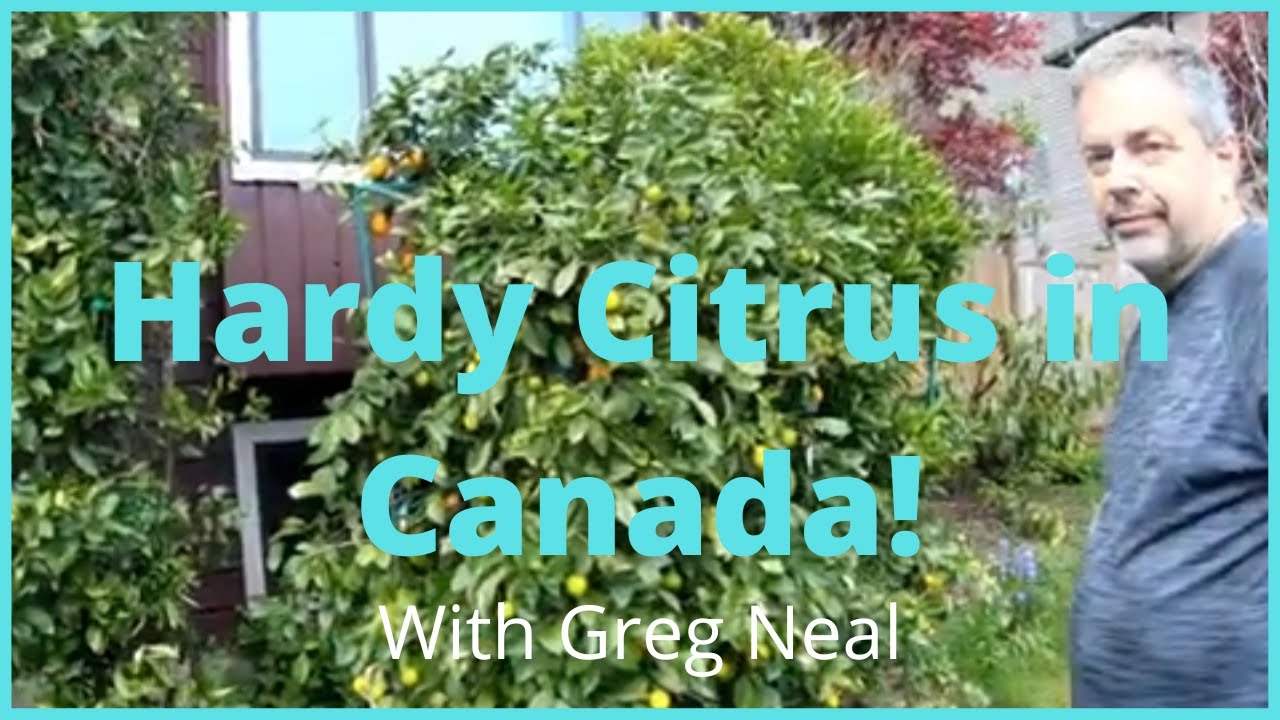 Vancouver Hardy Citrus . In ground Meyer Lemon tree in Canada