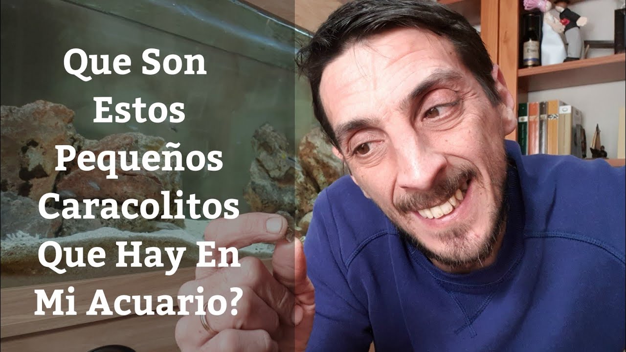 🔵 Que Son Estos Pequeños Caracoles Que Hay En Mi Acuario?Melanoides Tuberculata (Acuarios MB)