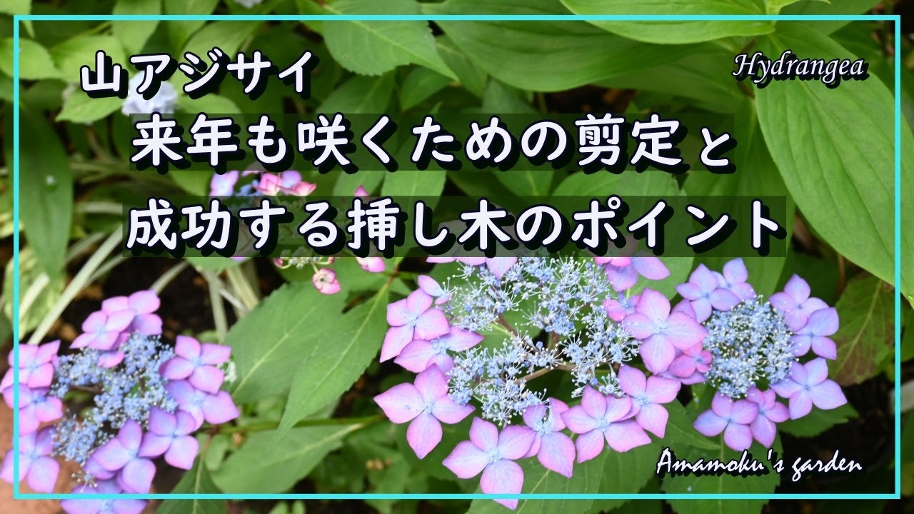 山アジサイ【剪定と挿し木を成功させるポイント】ガーデニング/発根促進剤/藍姫/紅/暮らしを楽しむVlog