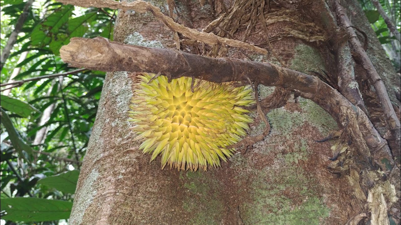 Yellow Durian (Durio graveolens) collecting in Borneo Ancestral Fruit Forest