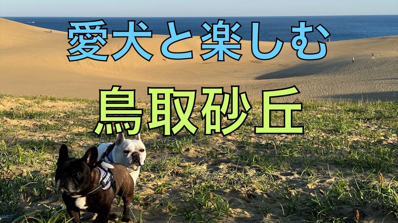 念願の鳥取砂丘へ愛犬と行って来ました。