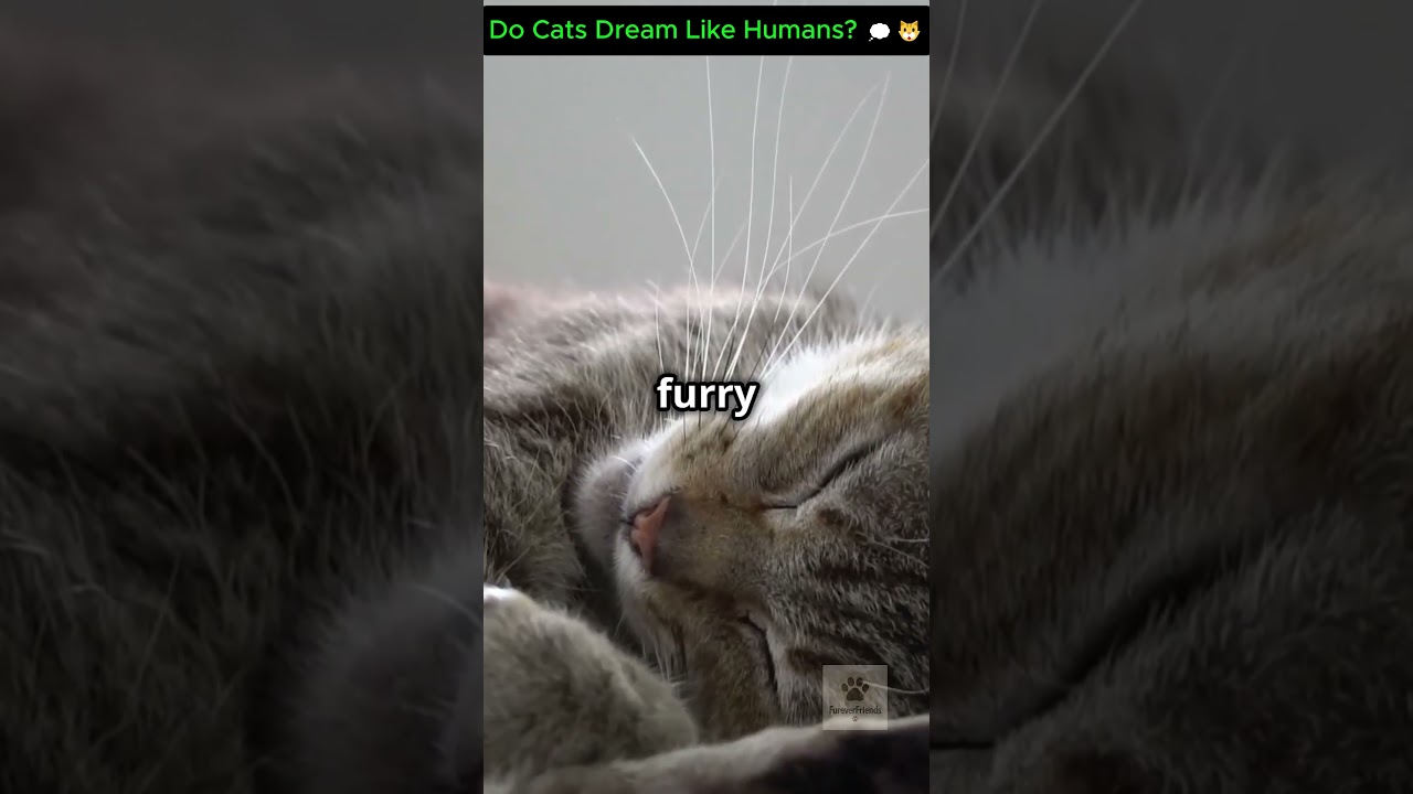Do Cats Dream Like Humans? 💭🐱