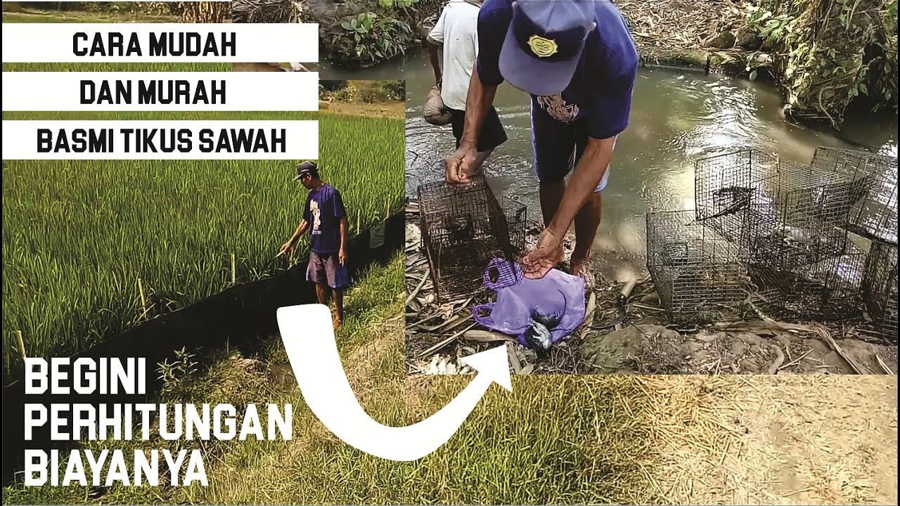 Cara Mudah Dan Murah Membasmi Tikus Sawah | Perhitungan Membuat Sistem TBS Untuk Tanaman Padi