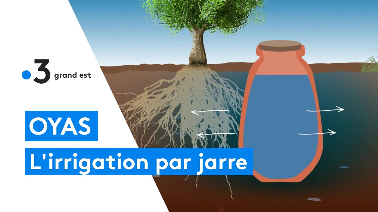 Oyas : ces jarres enterrées irriguent directement les plantes, les économies d'eau sont conséquentes