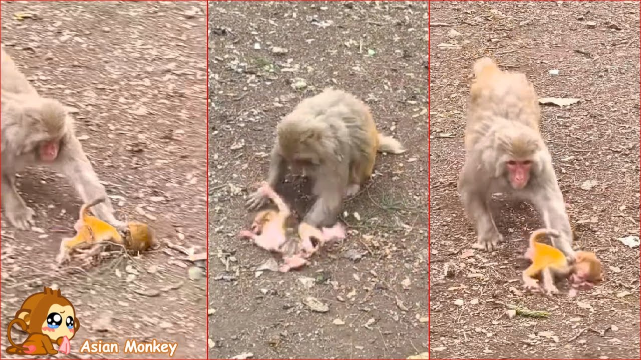 The baby monkey had a tragic end, the mother monkey dragged the baby monkey away.