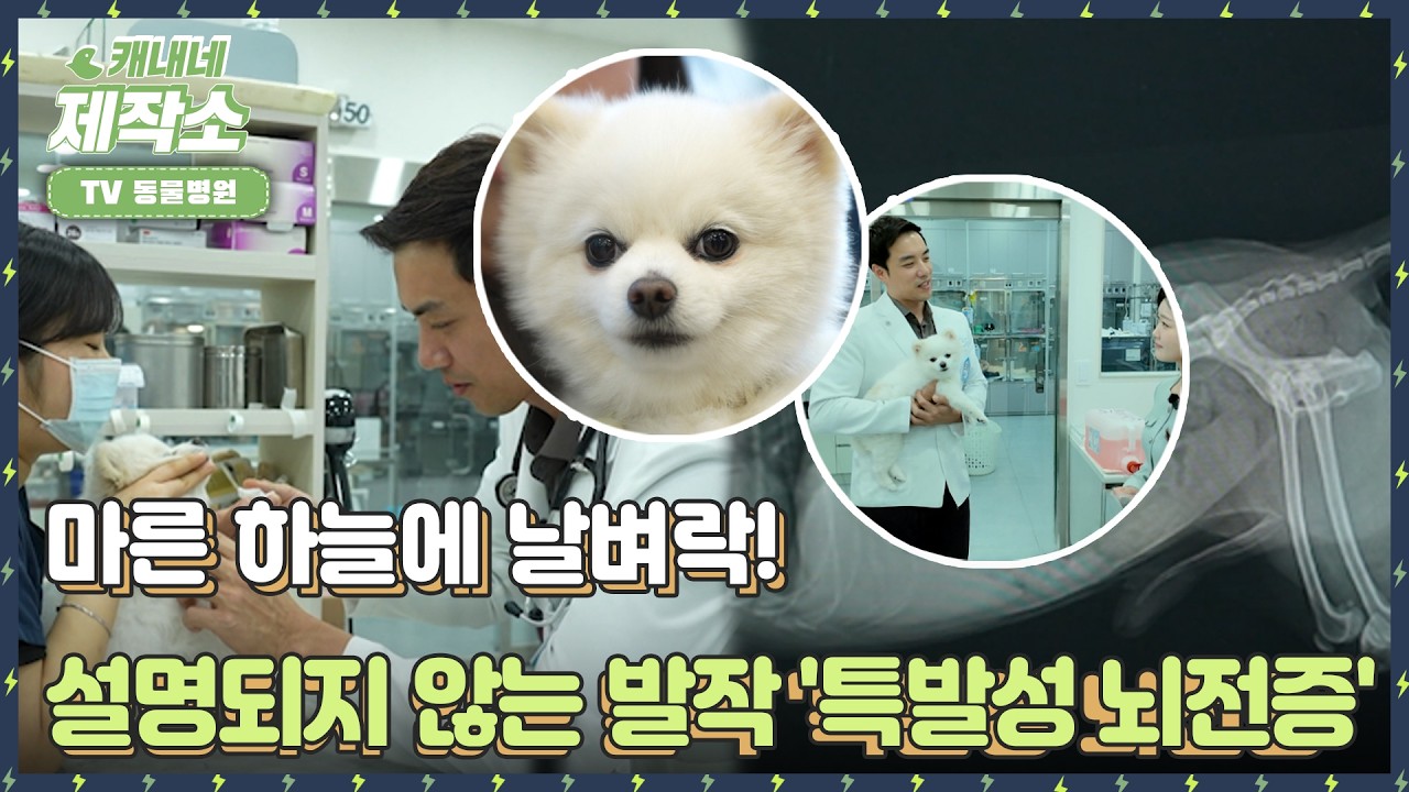 [📺TV 동물병원📺] ⚡마른 하늘에 날벼락!⚡🐶설명되지 않는 발작 '특발성 뇌전증'🐶 | 굿모닝투데이