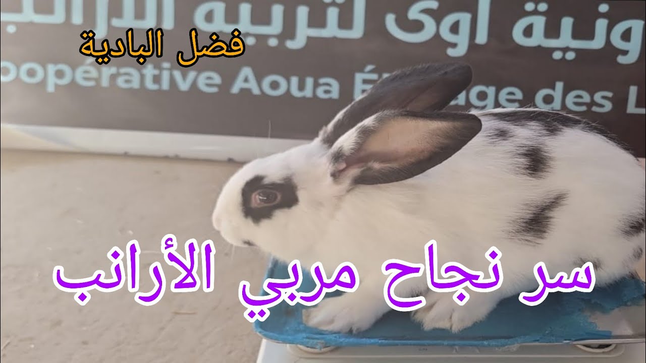 فضل البادية   : السر  الحقيقي وراء نجاح مربي الأرانب الكبار! #_البادية #_short #_المرأة المغربية #