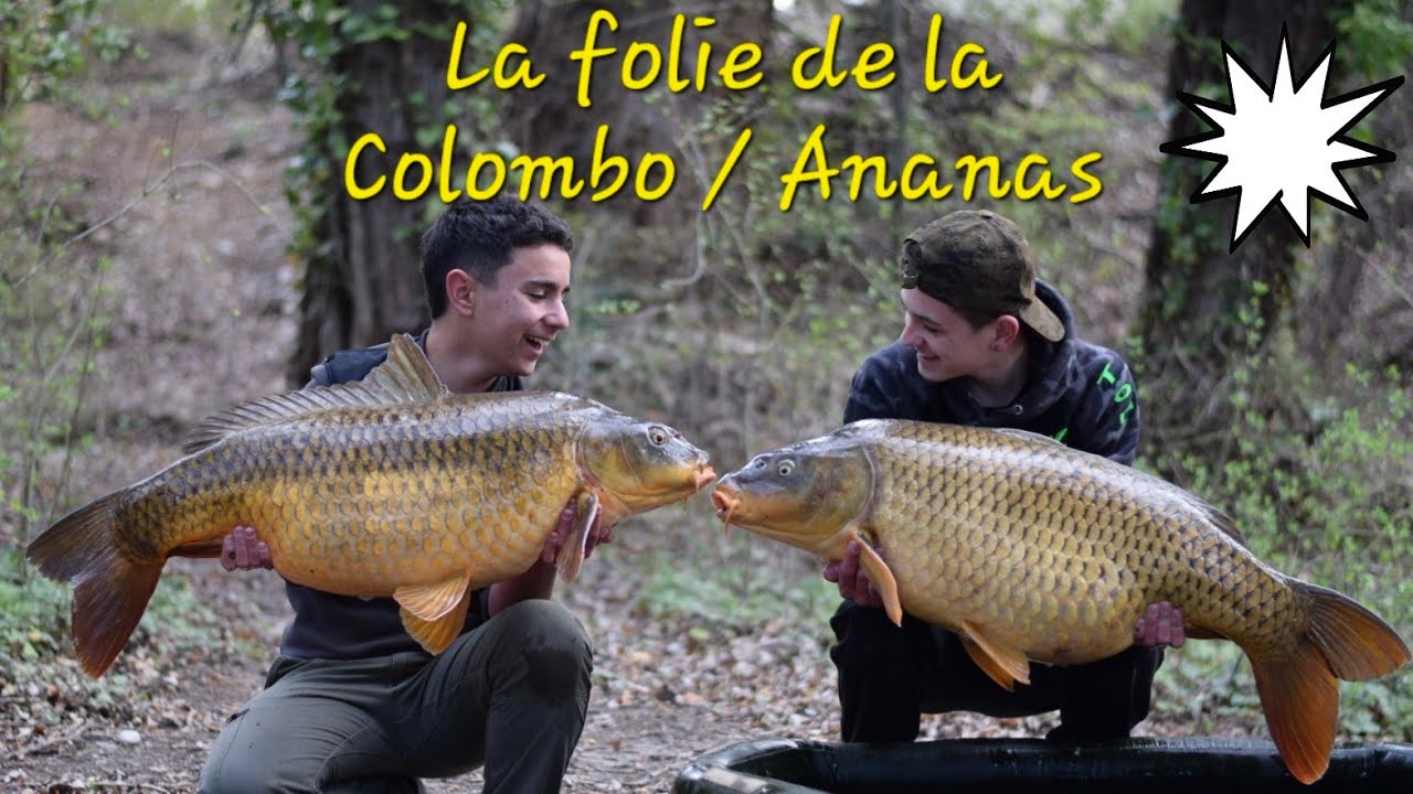 Pêche réussite avec la colombo/ananas de @kitcarpe
