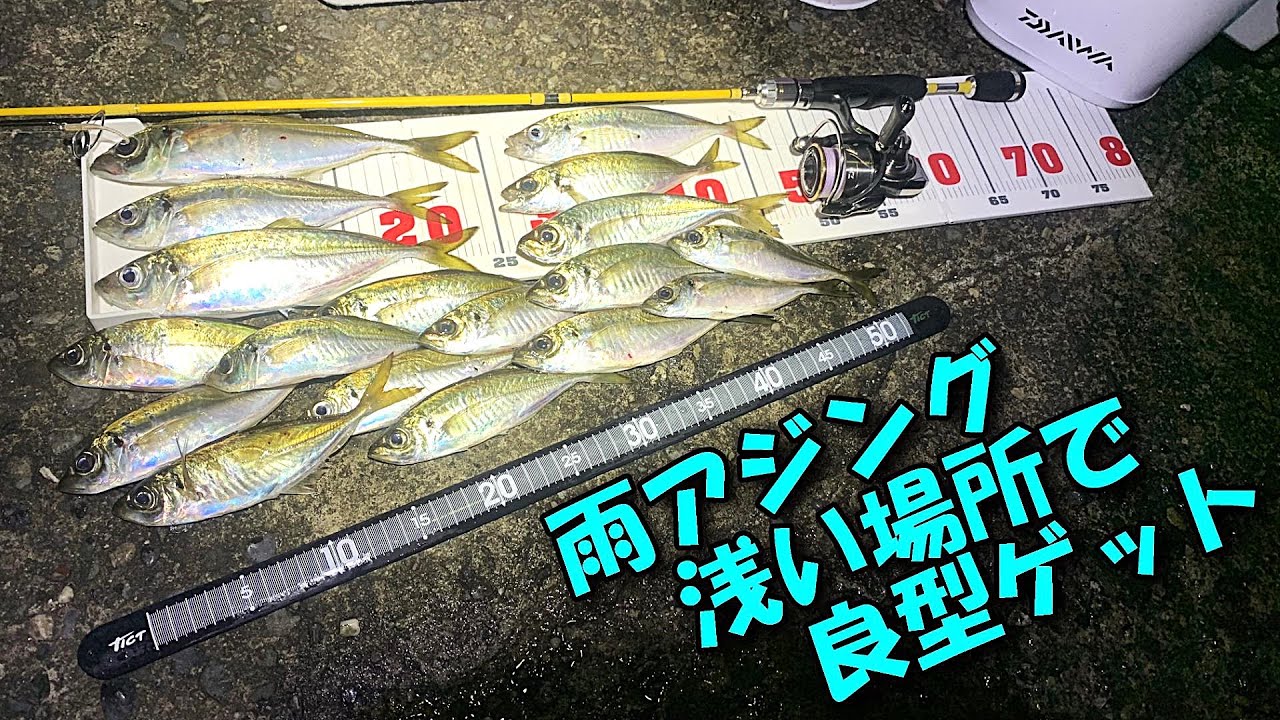 雨アジング　濡れる価値を味わってみませんか？