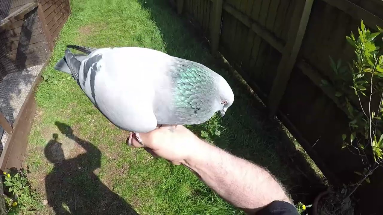 My pet pigeon Hurley's first free flight...